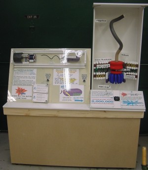 Large Museum Display