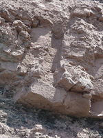polystrate tree cavity