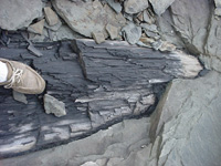 petrified wood